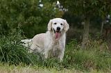 GOLDEN RETRIEVER 937